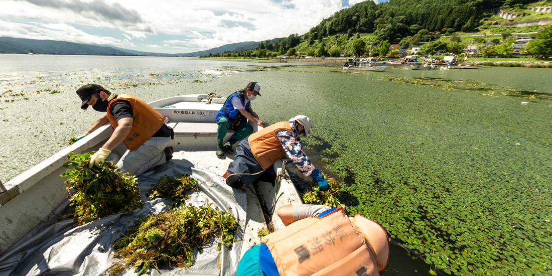 きれいな湖を次世代に 諏訪湖ヒシ除去作業