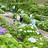 地域の名所になったライオンズのあじさい園