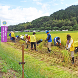 6クラブで稲刈り実施 福祉施設などに寄贈