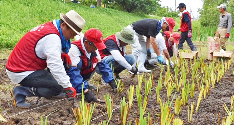 結成40周年を記念し花菖蒲1,500株を植栽