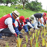結成40周年を記念し花菖蒲1,500株を植栽