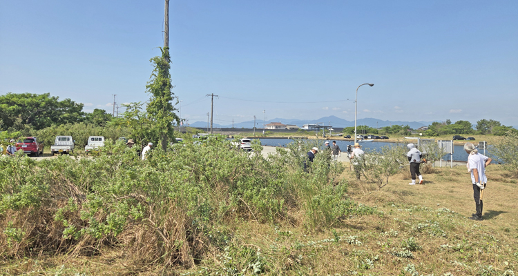 50周年で植えたハマボウ 次の世代へ