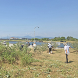 50周年で植えたハマボウ 次の世代へ